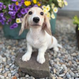 Shaded cream piebald - Piebald female Dachshund puppy in Bryan, Ohio from Wysteria Hill Doxies