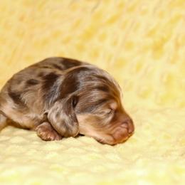 Jake 3500 - Dapple male Dachshund puppy in Coldwater, Mississippi from Mississippi Shorties Miniature Dachshunds