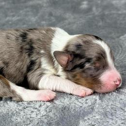 BMM8 - Blue merle male Aussiedoodle puppy in Prague, Oklahoma from Classic K9’s  Aussies & Doodles