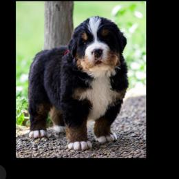 Velvet Thunder - Black tan and white male Bernese Mountain Dog puppy in Winigan, Missouri from Home Sweet Bernese
