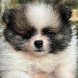 Ripple - Black and tan parti male Pomeranian puppy in Palatka, Florida from Sugarland Pomeranians
