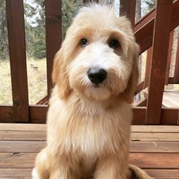 Rosetta - Goldendoodle