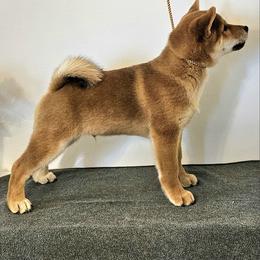 Shiba Inu Puppies from KurguzkinShiba