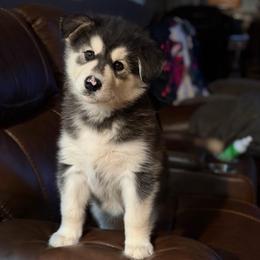 Girl 3 - Seal and white female Alaskan Malamute puppy in Rensselaer, Indiana from Moot Manor Malamutes
