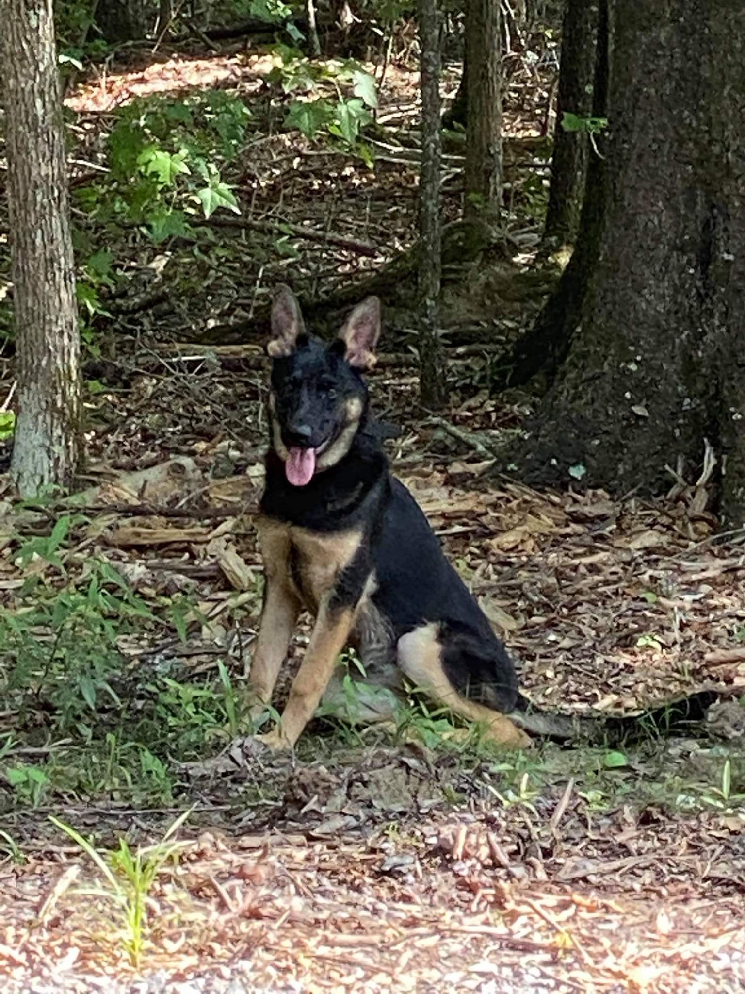 German Shepherds from Hundes Des Waldes Working Dogs