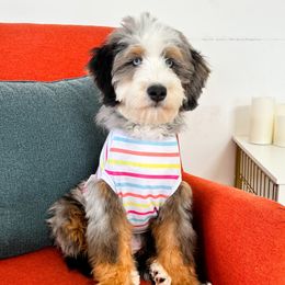 Sunny - Aussiedoodle