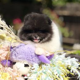 Lafond - Tri-colored male Pomeranian puppy in Stockton, California from Pommiepalace