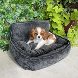 Sugar's Boy - Blenheim male Cavalier King Charles Spaniel puppy in Loco, Oklahoma from Sweet Heart Cavaliers