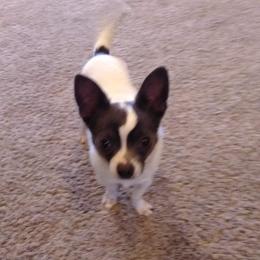 Pablo - Chihuahua