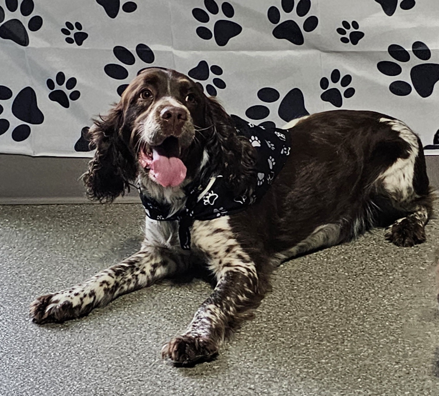 Oakley - English Springer Spaniel