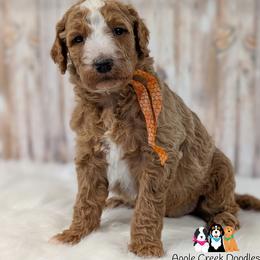 Goldendoodle puppies from Apple Creek Doodles