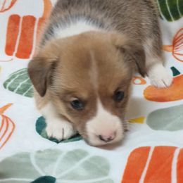Pembroke Welsh Corgi Puppies from Episode Corgis