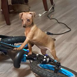 Video Roxy - Stag red female Miniature Pinscher puppy in Eatonton, Georgia from TNT Puppies