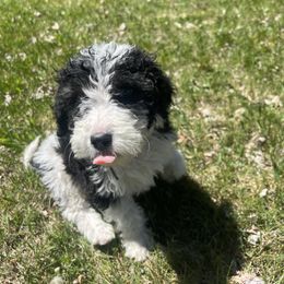 White Girl - Bernedoodle puppy in Wexford County, Michigan from Blissful Bernedoodles