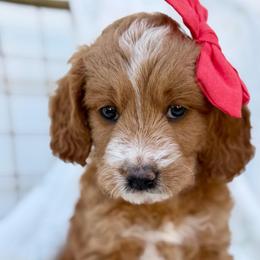 Poppy (Red collar) - Apricot female Goldendoodle puppy in Salem, Utah from Aspen Doodles