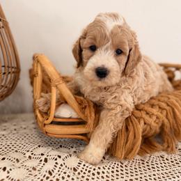 Cove - Cream male Goldendoodle puppy in North Royalton, Ohio from Johnson's Doodles