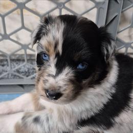 Ida Mae - Blue merle female Australian Shepherd puppy in Harrodsburg, Kentucky from Triple M Aussies
