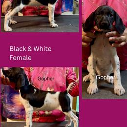Gopher - Black and white female German Shorthaired Pointer puppy in Aitkin, Minnesota from Whispering’s GunDogs