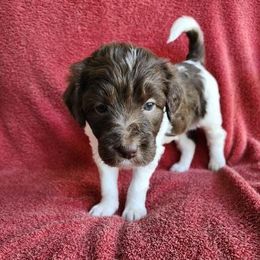 Lyra - White and seal female Bordoodle puppy in New Oxford, Pennsylvania from The Weekend Farm