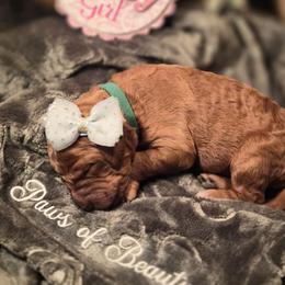 Emerald - Red  female Poodle puppy in El Paso, Texas from Paws Of Beauty