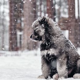 Siberian Husky Puppies from Hill Top Huskies
