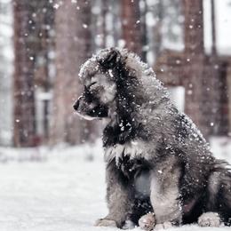 Siberian Husky Puppies from Hill Top Huskies