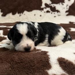 Henry Blake Gutmann - Parti male Miniature Schnauzer puppy in Brundidge, Alabama from Deez Pups Magnificent Schnauzers