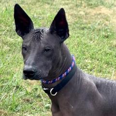 Diesel - Xoloitzcuintli