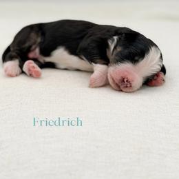 Friedrich (boy) - Tri-color male Bernedoodle puppy in Bellville, Ohio from Bernedoodle Buddies