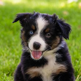 Miniature American Shepherd and Miniature Australian Shepherd Puppies from Bellewynd Acres