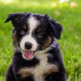 Miniature American Shepherd and Miniature Australian Shepherd Puppies from Bellewynd Acres