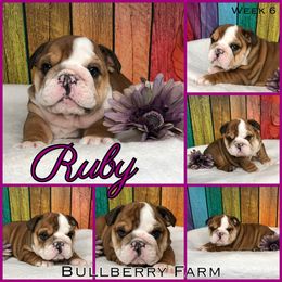 Bulldog Puppies from Bullberry Farm