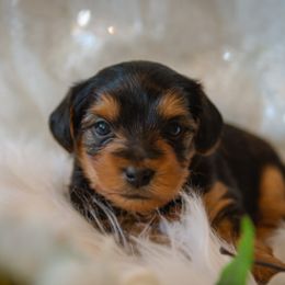 Yorkshire Terrier Puppies from Sharon Gellerman's Yorkshire Terriers