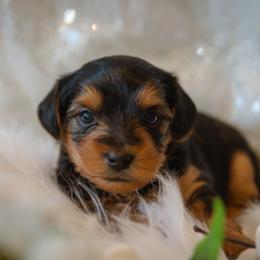 Yorkshire Terrier Puppies from Sharon Gellerman's Yorkshire Terriers
