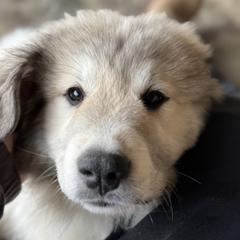 Anna - White and badger female Great Pyrenees puppy in Sapphire, North Carolina from Sapphire Valley Great Pyrenees