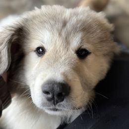 Anna - White and badger female Great Pyrenees puppy in Sapphire, North Carolina from Sapphire Valley Great Pyrenees