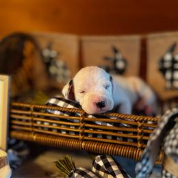 Male pick spot 3 ( out of 3) - White and black male Dalmatian puppy in Hawkins, Texas from Snow Dalmatians