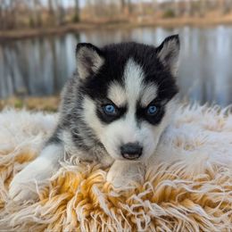Rocky - Black and white male Siberian Husky puppy in Hebron, Kentucky from Glacier Run Huskies
