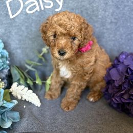 Cavapoo Puppies from AZ Cavapoos