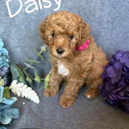 Cavapoo Puppies from AZ Cavapoos