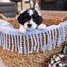 Hot Pink collar - Mrs Norris - Black and white female Cockapoo puppy in Mt Bethel, Pennsylvania from Stasia’s Cutiepoos