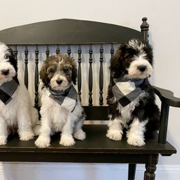 Bernedoodle Puppies from Mountain Top Doodles