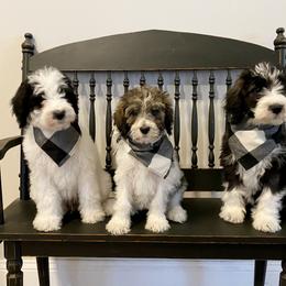 Bernedoodle Puppies from Mountain Top Doodles