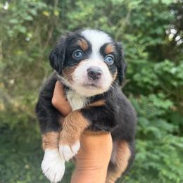 Shiloh - Black tri female Miniature Australian Shepherd puppy in Greensboro, North Carolina from Rambling L Toy& Mini Aussies