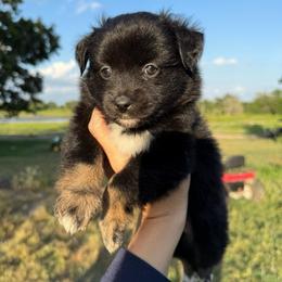 Cherry - Black tri female Miniature Australian Shepherd puppy in Iola, Texas from MK Aussies