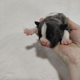 Steve - Blue male Boston Terrier puppy in Catawba, North Carolina from Lil Wiggles Boston Terriers