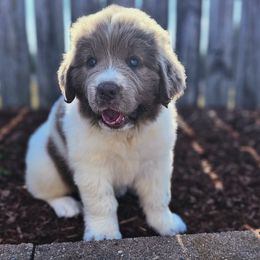 Stella - Beige female Newfoundland puppy in Ohio from Vermillion Newfoundlands