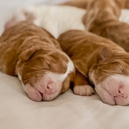 Australian Labradoodle, Goldendoodle, Labradoodle, and Poodle Puppies from Aloha Doodles & Poodles