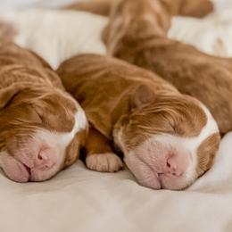 Australian Labradoodle, Goldendoodle, Labradoodle, and Poodle Puppies from Aloha Doodles & Poodles