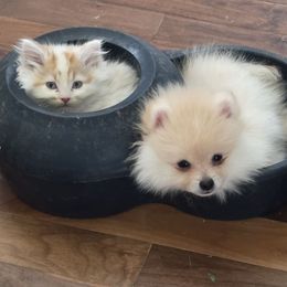 Butterscotch - Cream male Pomeranian puppy in El Centro, California from BabyBooPoms